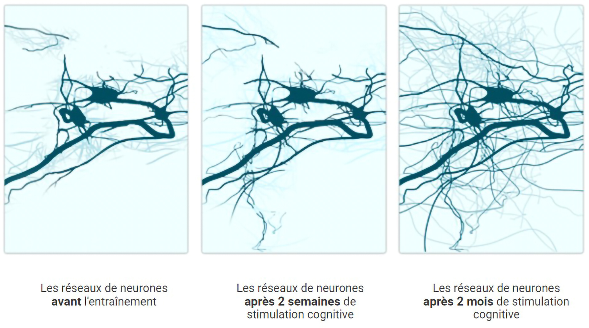 réseaux de neurones